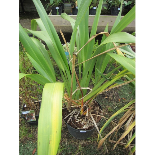 3195 - A green Phormium