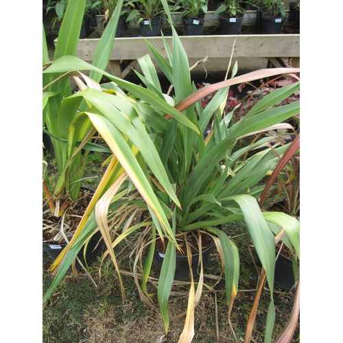 3196 - A green Phormium