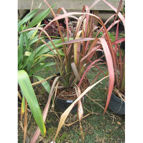 3197 - A rainbow Phormium