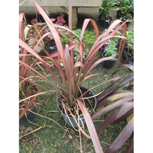 3198 - A rainbow Phormium