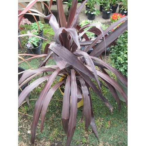 3199 - A Cordyline 