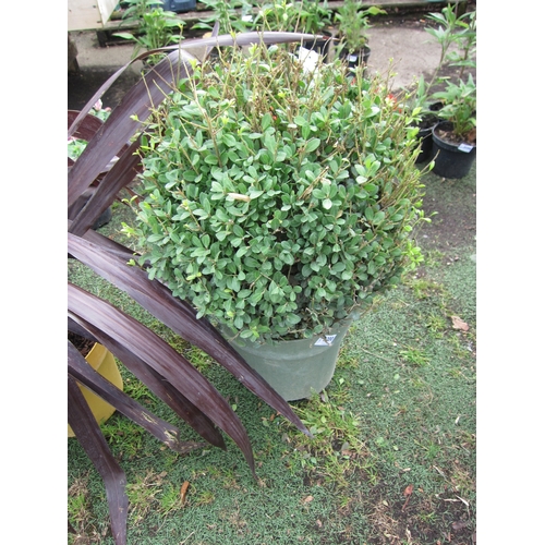 3200 - An Ilex Crenata ball