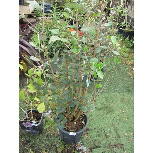 3202 - A Feijoa (Strawberry Tree)