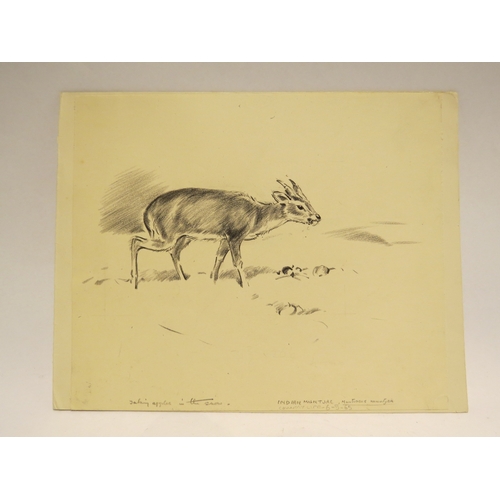 4214 - EILEEN ALICE SOPER (1905-1990): A pencil charcoal sketch of a Muntjac. Unsigned but attached to foli... 