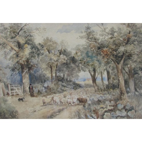 7063 - A framed and glazed watercolour, shepherd and flock on a lane, bearing a signature bottom right 'Dav... 