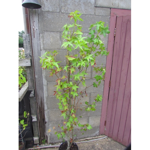 3008 - A Liquidambar Tree