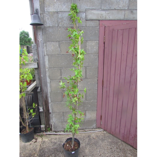 3009 - A Liquidambar Tree