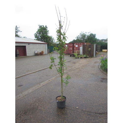 3013 - An Acer Campestre (Field Maple)