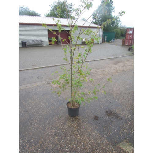 3014 - An Acer Campestre (Field Maple)