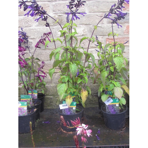 3058 - 3 Salvia 