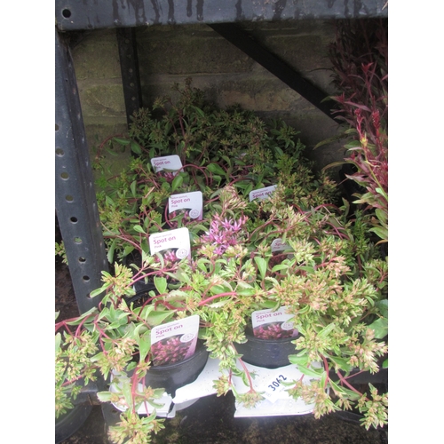 3062 - 8 Sedum 