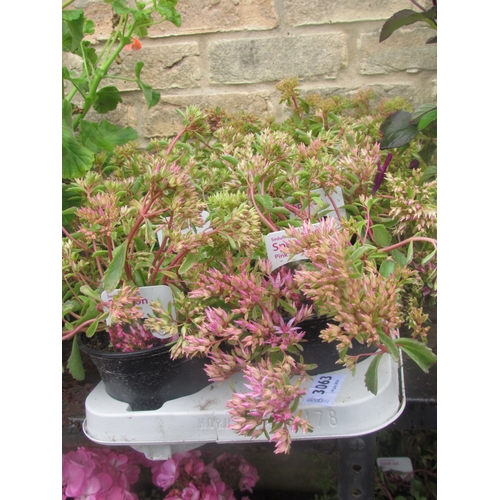 3063 - 8 Sedum 