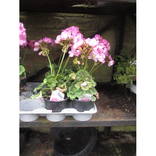 3065 - 6 Geranium 