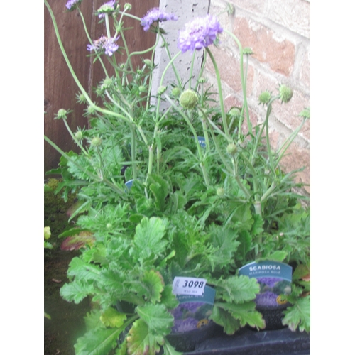 3098 - 8 blue Scabiosa