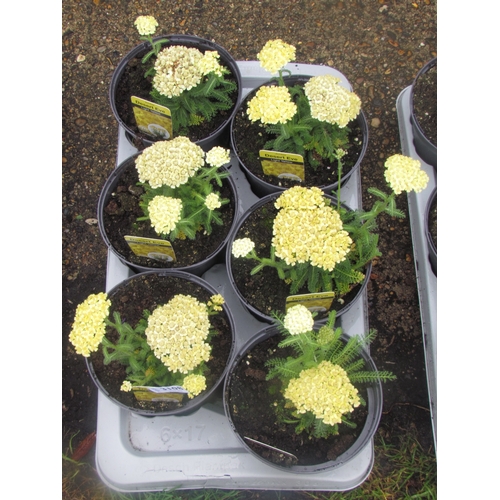 3108 - 6 Achillea 