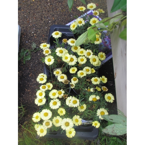 3110 - 7 Argyranthemum 