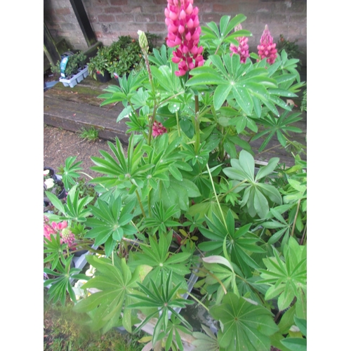 3111 - 8 Lupin 