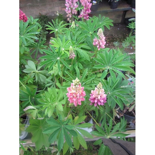 3112 - 8 Lupin 