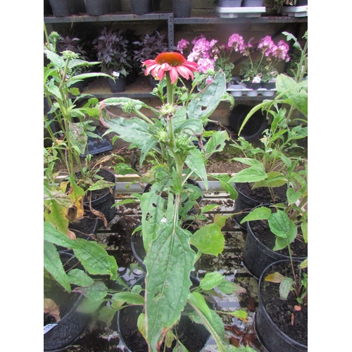 3116 - 3 Echinacea 