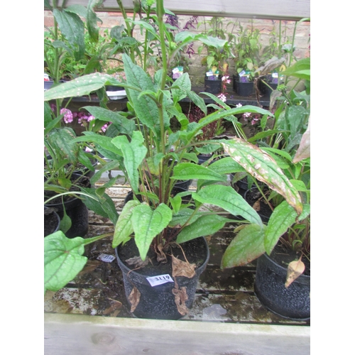 3119 - 3 Echinacea 