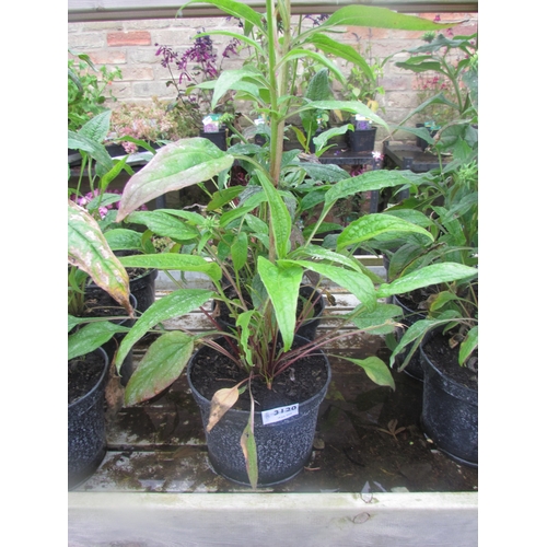 3120 - 3 Echinacea 