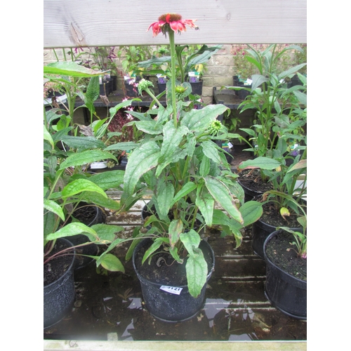 3121 - 3 Echinacea 