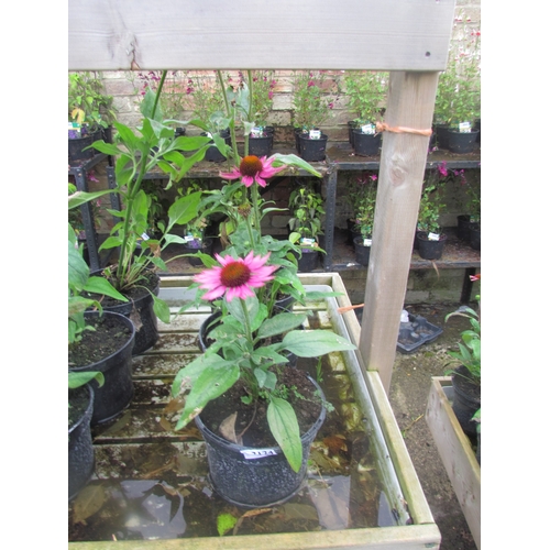 3124 - 3 Echinacea 