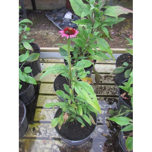 3126 - 3 Echinacea 