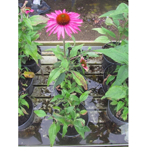 3127 - 3 Echinacea 