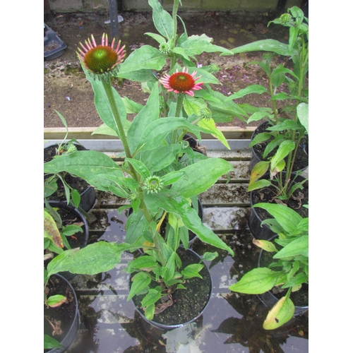 3128 - 3 Echinacea 