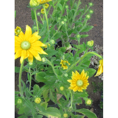 3133 - 8 Rudbeckia 