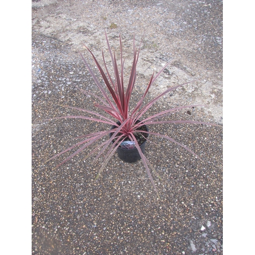 3176 - A Cordyline 