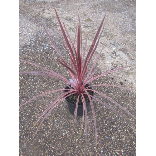 3177 - A Cordyline 