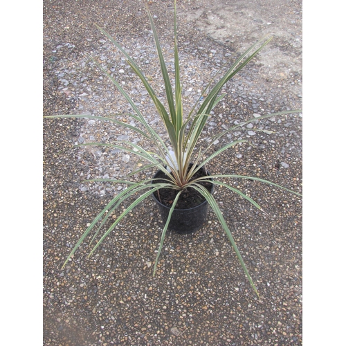 3178 - A Cordyline 