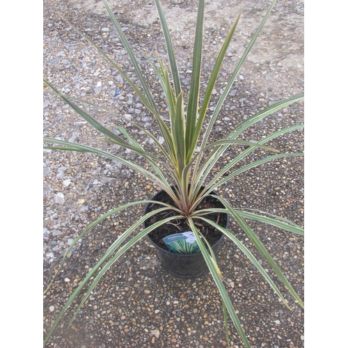 3179 - A Cordyline 