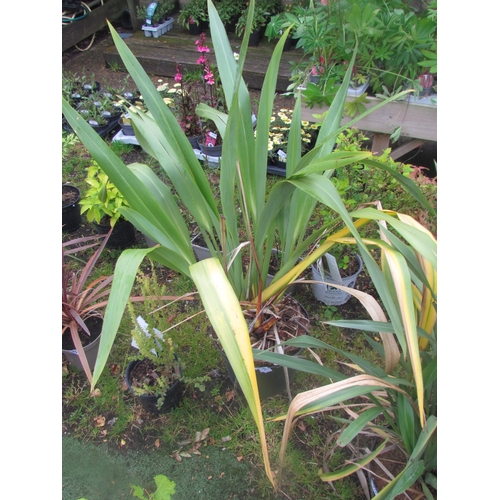 3183 - A green Phormium