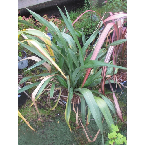 3184 - A green Phormium