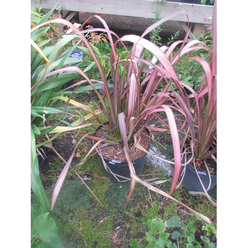 3185 - A rainbow Phormium