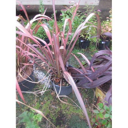 3186 - A rainbow Phormium