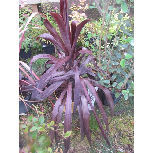 3187 - A Cordyline 