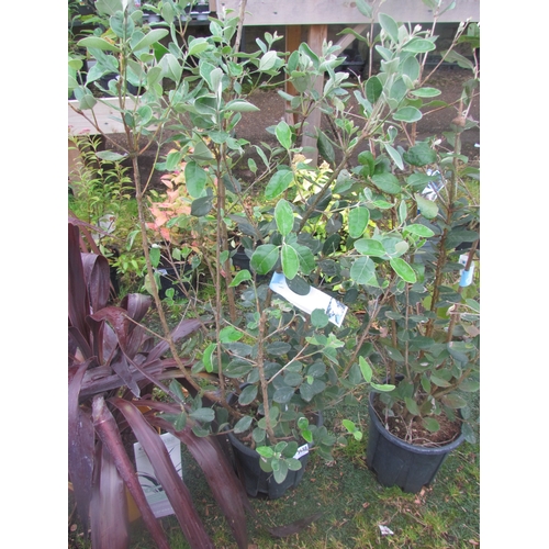 3188 - A Feijoa (Strawberry Tree)