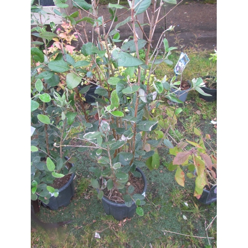 3189 - A Feijoa (Strawberry Tree)