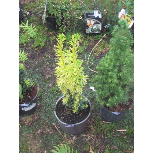 3199 - A Taxus (Irish Yew)