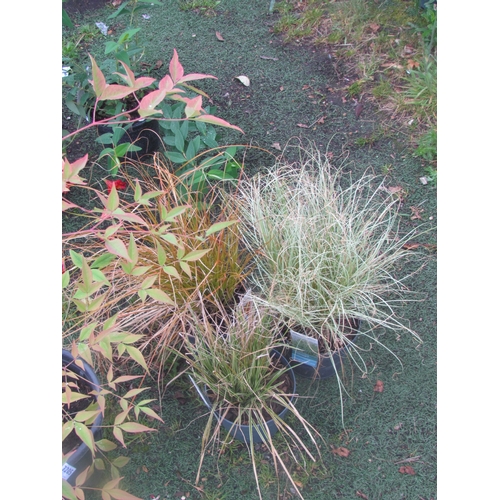 3206 - 3 mixed Carex Grass