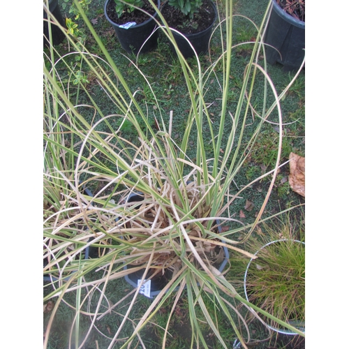 3209 - A Pampas Grass