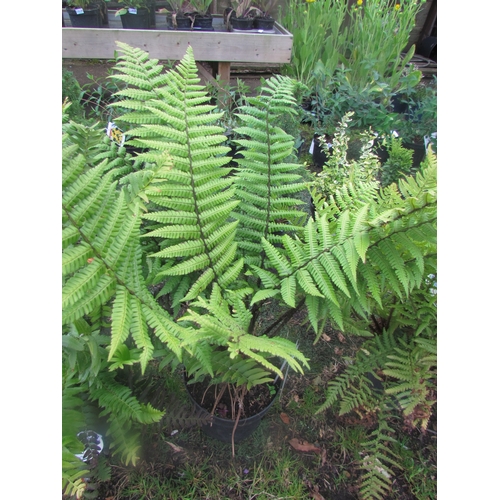 3212 - A Dryopteris Fern