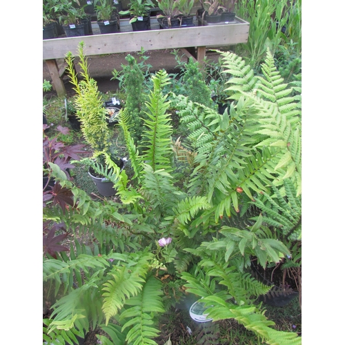 3213 - A Polystichum Fern