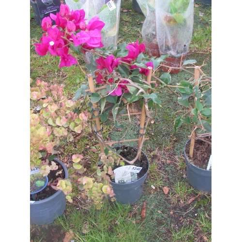 3240 - A Bougainvillea