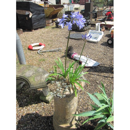 3626 - A chimney pot planted with agapanthus, etc