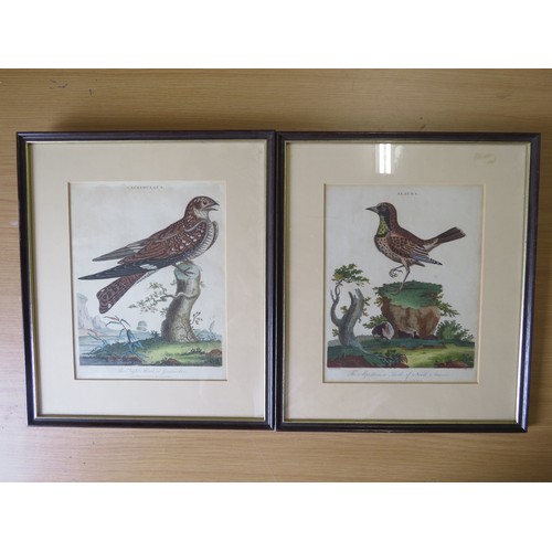 6083 - Two late 18th Century J. Wilkes published ornithological coloured prints, Alauda and Caprimulgus (La... 